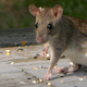 Illustration for article titled Four separate species of rats evolved to mooch off humans